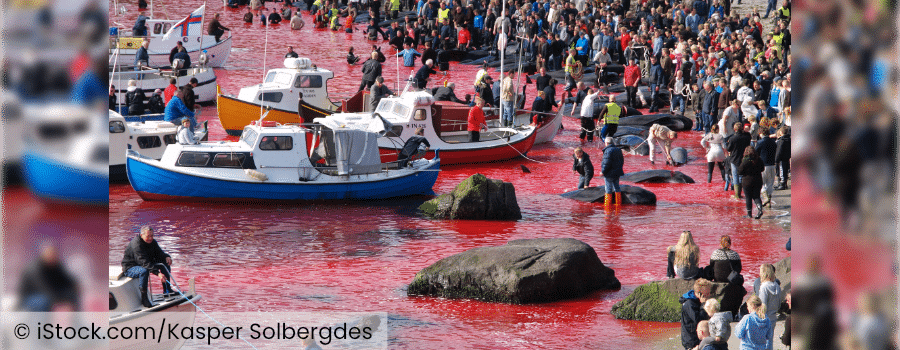 Grausame Wal-Abschlachtung auf den Färöer-Inseln